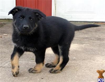 Super Confident  Well Socialized Black/Tan German Shepherd Pups 